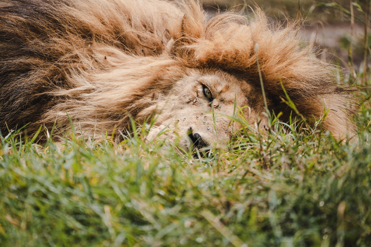 Tag 9 - Schläfrige Löwen in der Serengeti 7